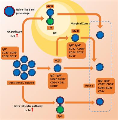 Frontiers | B Cell Receptor Repertoire Abnormalities In Autoimmune Disease